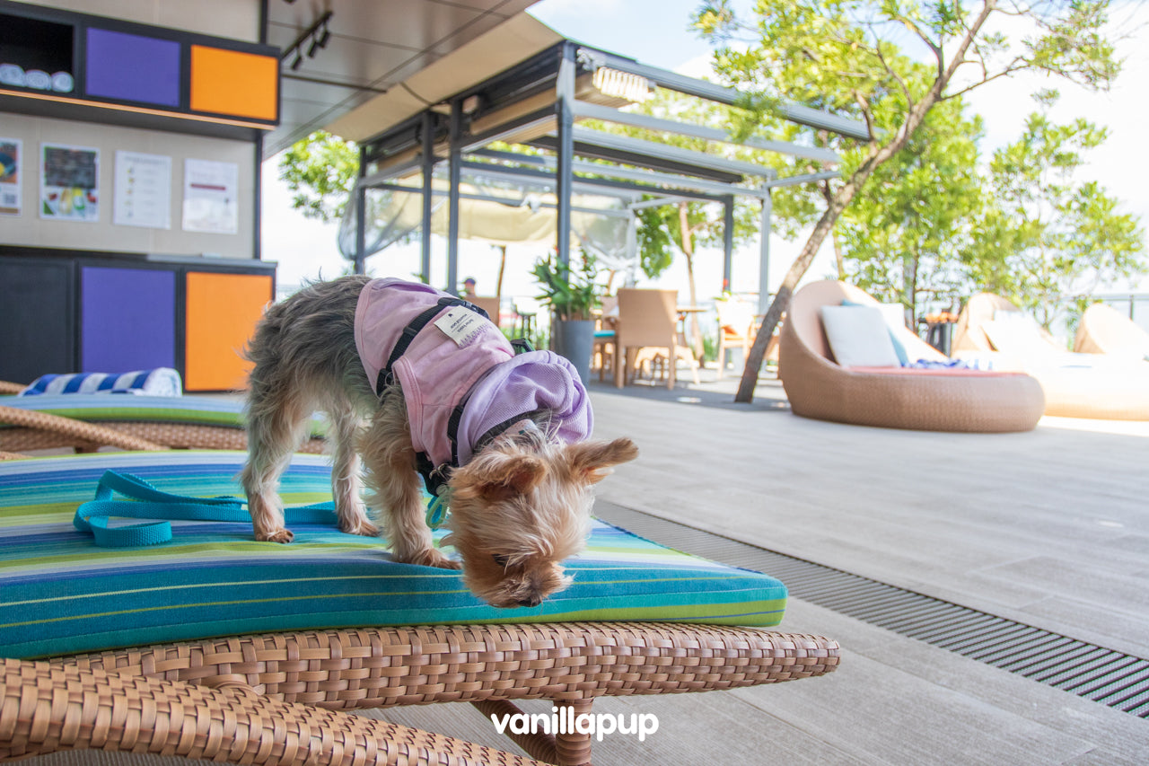 Pet-friendly hotels in Singapore